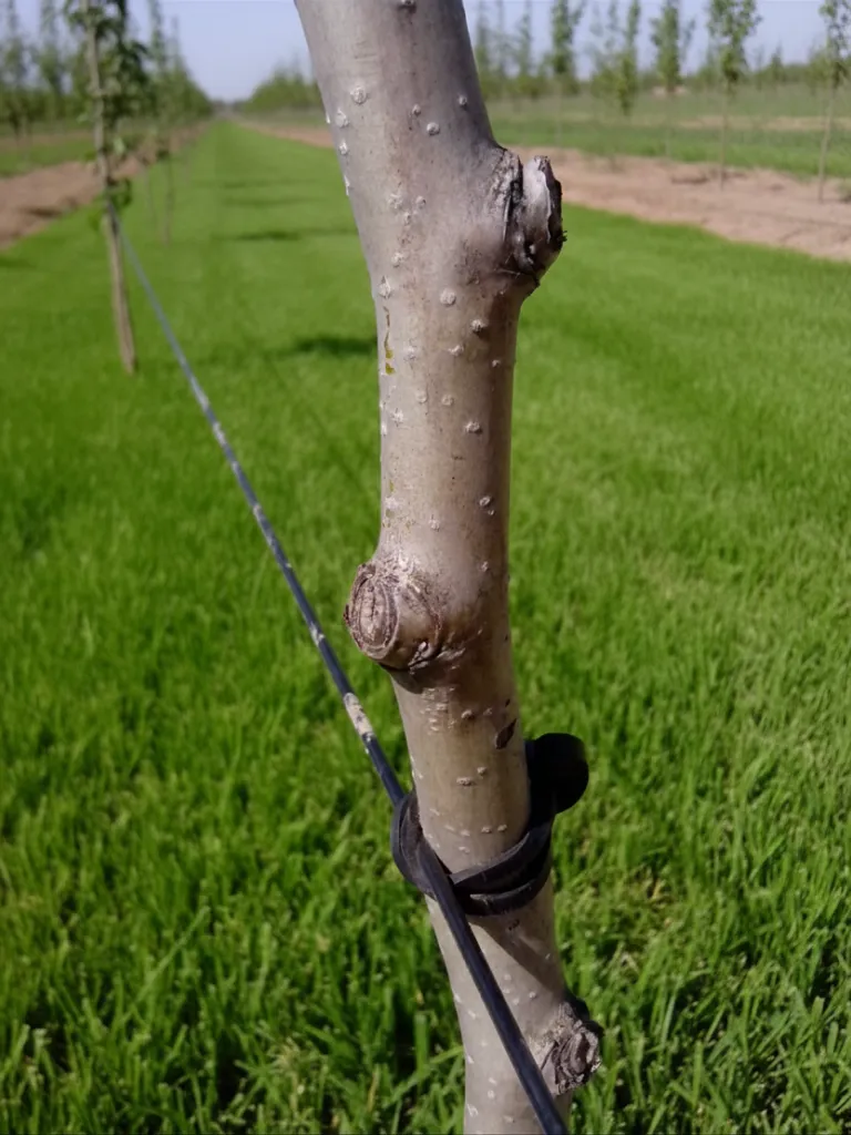 Obstbaum-Spalier befestigt mit AGROPET-Monofilament